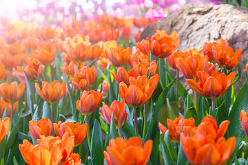 Wall Mural - beautiful tulip in the garden.