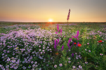 Poster - Spring flower in meadow at sunrise.