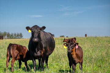 Wall Mural - A black angus cow and calf graze on a green meadow.