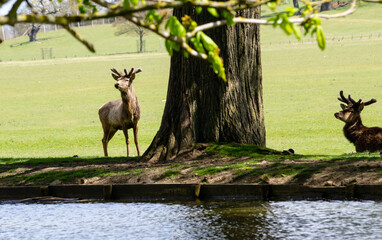 Two reindeers in the shade of a tree by the lake at Woburn Abbey Park, Bedfordshire, England, UK.