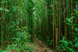 Fototapeta Sypialnia - Bamboo forest, Puu Ohia Trail, Tantalus, Honolulu, Oahu, Hawaii. Bamboo shoots