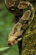 © Honza Hejda - The boa constrictor (Boa constrictor), also called the red-tailed boa or the common boa, on the old branche.
