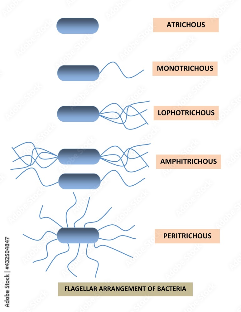 DIAGRAM SHOWING DIFFERENT TYPES OF FLAGELLA ARRANGEMENT OF BACTERIA
