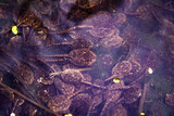 Fototapeta  - Group of frog tadpoles in a murky vernal pool in St. Thomas, Ontario, Canada.