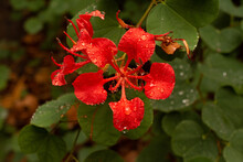 Red Orchid Tree Flower After Rain