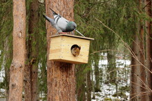 Bird House In The Forest.squirrel