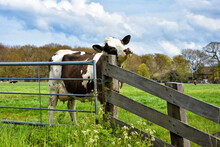 Typical Dutch Landscape With A Cow Near The Fence 
Typisch Hollands Landschap Met Koe Bij Het Hek
