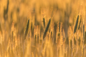 golden wheat field in summer