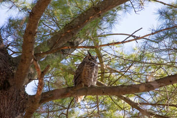 Poster - Great horned owl hidden in the crowns of a tree.