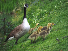 Cute Canadian Geese, Family With Newborn Baby Goslings On A Meadow
