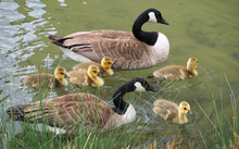 Cute Canadian Geese, Family With Newborn Baby Goslings Swimming In The Water