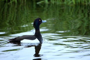 Reiherente (Aythya fuligula)