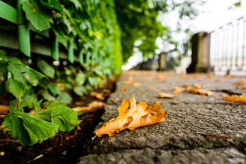 Rainy autumn day in the city, an alley in the park running along the embankment with a lying oak leaf. Close up view from the level of granite pavement