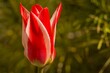  Tulipan biało-czerwony