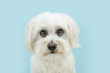 Wall Mural - Cute maltese dog looking up with sad expression and whale eyes. Isolated on blue colored background