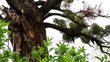 Dense Green Mistletoe Bushes Grow On The Tree. Medicinal Plants. Viscum Album