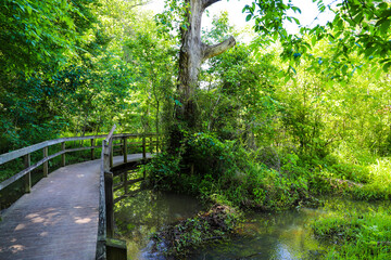 a shot of a brown wooden bridge over the water in a marsh surrounded by lush green trees and plants over silky brown water at Newman Wetlands Center in Hampton Georgia
