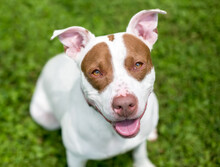 A Red And White Pit Bull Terrier Mixed Breed Dog Sitting Outdoors And Looking Up At The Camera