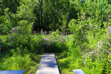 a small brown wooden foot bridge over silky brown water in the marsh surrounded by lush green trees, plants and grass with blue sky at Newman Wetlands Center in Hampton Georgia