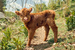 Newborn Highland calf in the field