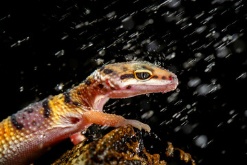 Wall Mural - Leopard Gecko on Black Background