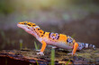 Leopard Gecko on Branch