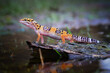 Leopard Gecko on Branch