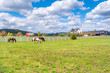 Ranch homes, barns and shops near a pasture with horses in the rural community of Newman Lake, Washington, USA, a suburb of Spokane.