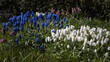 Spring flowers in Skane Malmo sweden    pearl hyacinth