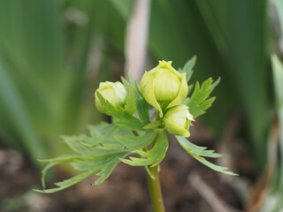 Sticker - bud of a plant