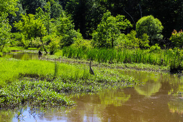 a stunning shot of the lush green trees and plants and the silky brown creek water in the marsh of the wetlands with blue sky at Newman Wetlands Center in Hampton Georgia