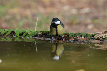 carbonero común bebiendo en el estanque del parque  (Parus major)