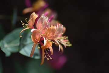 Poster - Goldflame honeysuckle flowers. Caprifbliaceae semi-deciduous vine.