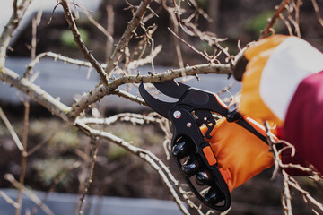 Pruning fruit shrubs and trees in spring. A secateur in his hands with gloves.