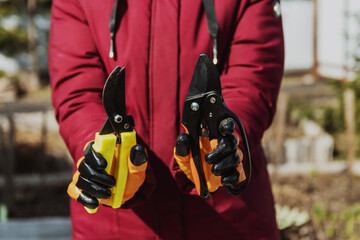 A man holds two secateurs of different kinds. The concept is the choice of tool for pruning shrubs.