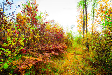 Wall Mural - Autumn in the deciduous forest, a path illuminated by the sun passes through trees