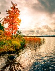 Wall Mural - Cloudy sky over an autumn forest lake overgrown with reeds