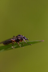 Wall Mural - Fly macro with green background