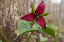 Selective Focus Shot Of A Red Trillium With Green Leaves In A Park