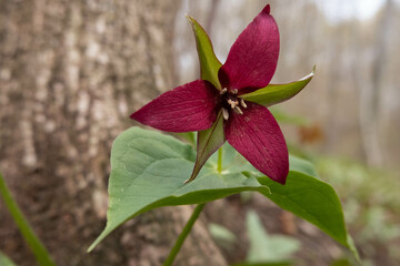 Canvas Print - Selective focus shot of a red trillium with green leaves in a park