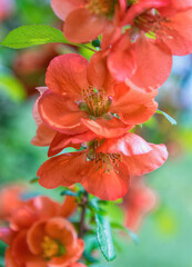 Sticker -  Japanese quince flowers chaenomeles and spring garden