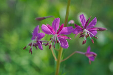 Bright Purple Fireweed Flower On A Blurred Natural Background Close-up.