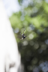 Poster - Vertical shot of a spider on a cobweb