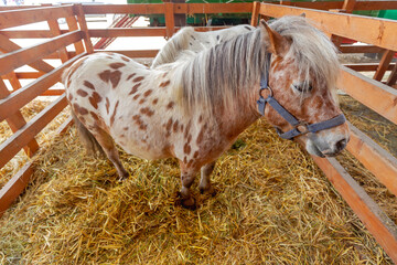 pony horse