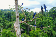 Aerial Photo Taken With A Drone Of A Group Of Hyacinth Macaw (Anodorhynchus Hyacinthinus) In The Canopy Of A Tree In An Area Of Brazilian Amazon Forest.