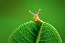  Snail  On Leaf  Green Background