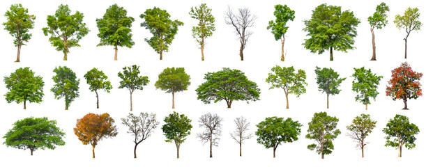 Poster - isolated big tree collection isolated