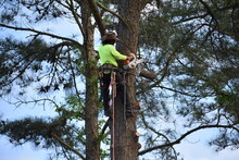 Arborist, Tree Surgeon, Climbing, Cutting, Topping Tall Pine Tree