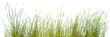 bordure de brins d’herbes, fond blanc 