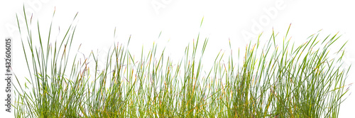 Fototapeta Kuchenna Bordure De Brins D Herbes Fond Blanc Trawa Ostrze Granica Fototapety Foteks Fototapeta Kuchenna Bordure De Brins D Herbes Fond Blanc Trawa Ostrze Granica Fototapety Foteks